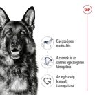 Royal Canin Maxi kutyatáp felnőtt kutyáknak